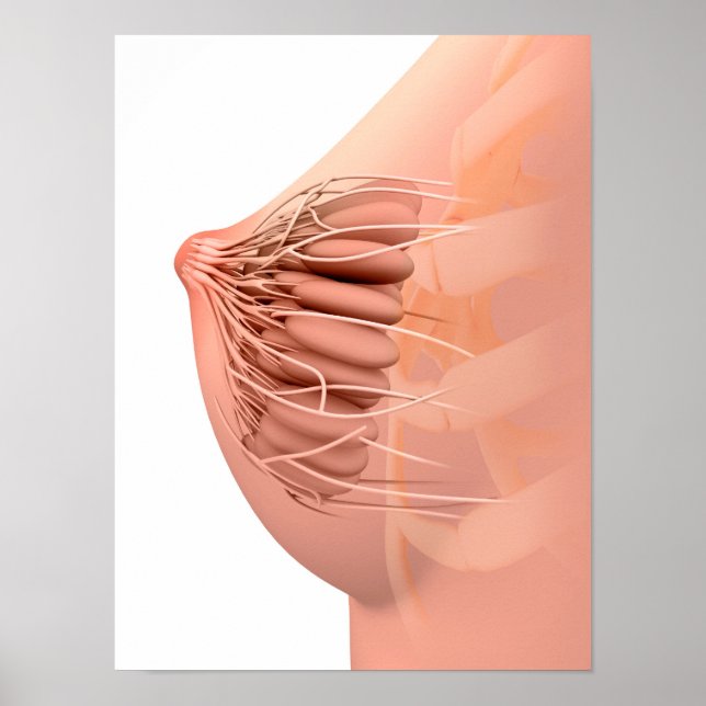 Póster Imagen Conceptual De La Anatomía Materna Femenina  (Frente)