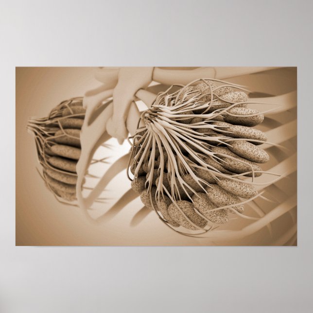 Póster Imagen Conceptual De La Anatomía Materna Femenina  (Frente)