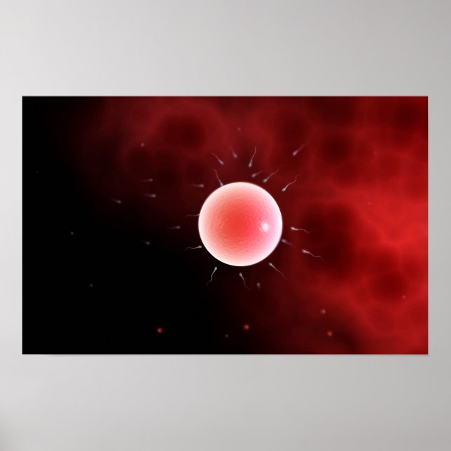 Póster Imagen Conceptual De La Fertilización Común (Frente)