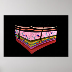 Póster Imagen conceptual de las capas de la piel humana 1