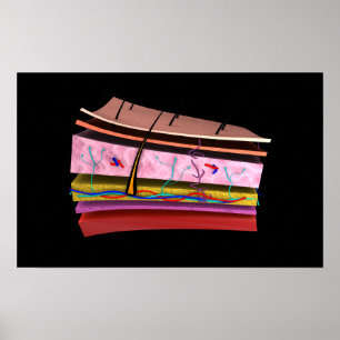 Póster Imagen conceptual de las capas de la piel humana 2