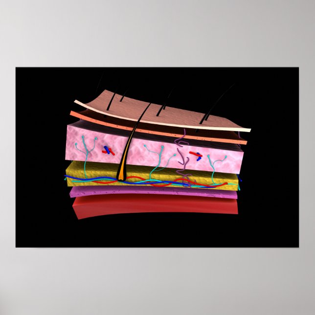 Póster Imagen Conceptual De Las Capas De Piel Humana 2 (Frente)
