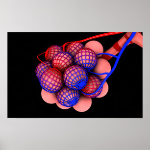 Póster Imagen conceptual de los alvéolos 1
