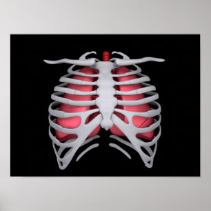 Póster Imagen conceptual de los pulmones y de la caja