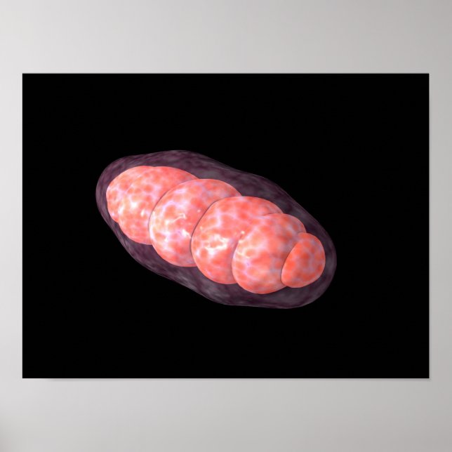 Póster Imagen Conceptual De Mitochondria 2 (Frente)