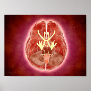 Póster Imagen Conceptual De Nervios Craneales En El Cereb