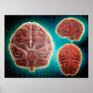 Póster Imagen conceptual del cerebro humano en diferente