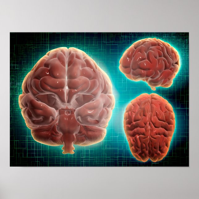 Póster Imagen Conceptual Del Cerebro Humano En Diferentes (Frente)