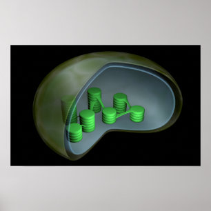 Póster Imagen Conceptual Del Cloroplasto 1