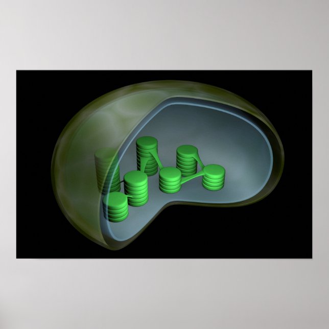 Póster Imagen Conceptual Del Cloroplasto 1 (Frente)