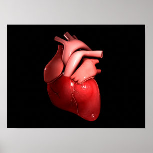 Póster Imagen Conceptual Del Corazón Humano 1