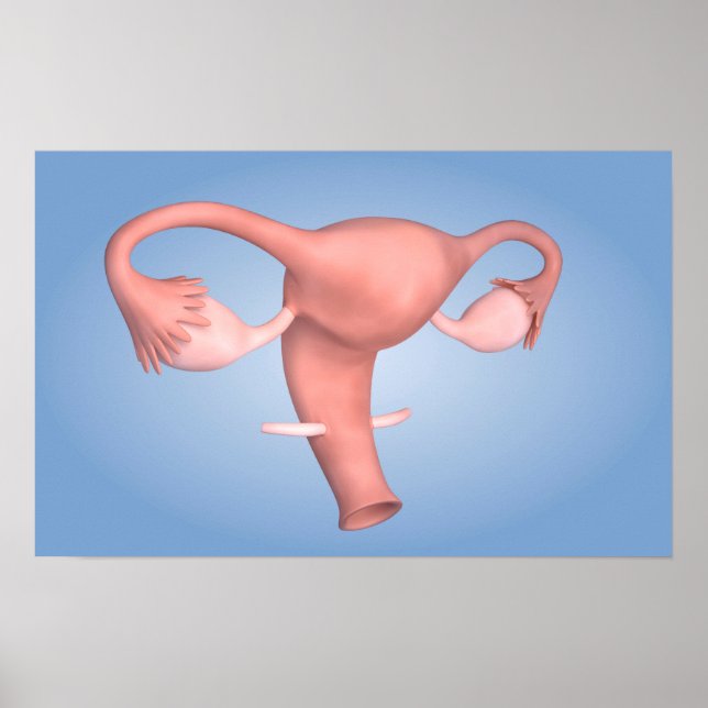 Póster Imagen Conceptual Del Órgano Reproductivo Femenino (Frente)