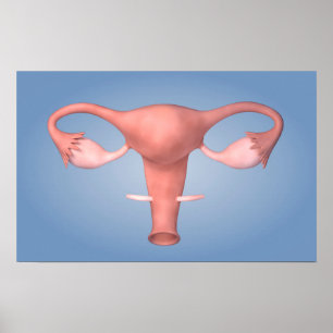 Póster Imagen Conceptual Del Órgano Reproductivo Femenino