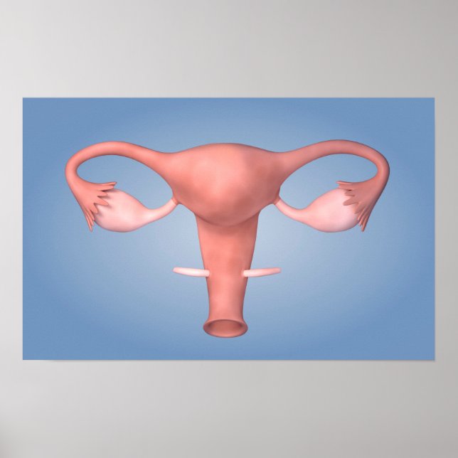 Póster Imagen Conceptual Del Órgano Reproductivo Femenino (Frente)