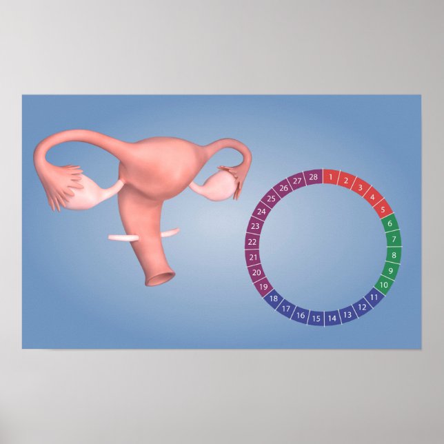 Póster Imagen Conceptual Del Órgano Reproductivo Femenino (Frente)