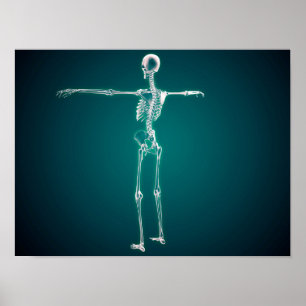 Póster Imagen conceptual del sistema esquelético humano