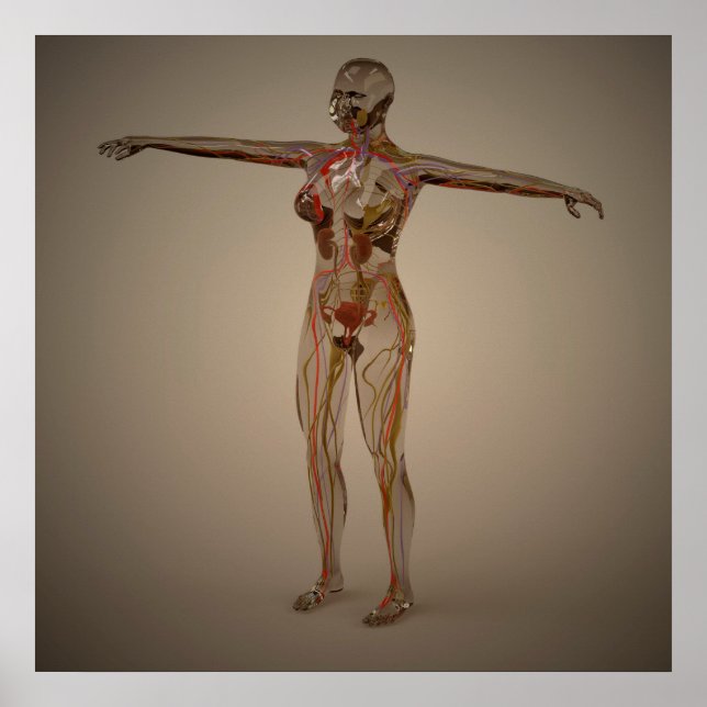 Póster Imagen conceptual del sistema nervioso humano 2 (Frente)