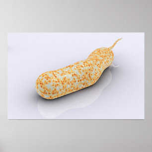 Póster Imagen conceptual del vibrión Cholerae 3