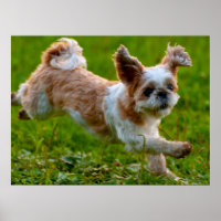 Imagen corta que corre a Shih Tzu Dog