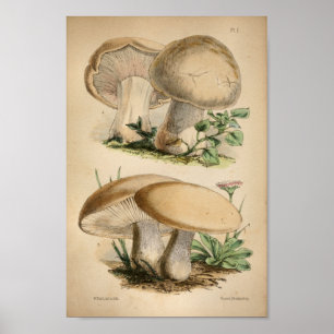 Póster Imagen de 1863 hongos blancos comunes