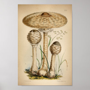 Póster Imagen de 1863 hongos blancos comunes