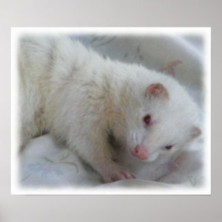 Póster Imagen de Albino Ferret