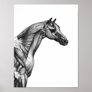 Póster Imagen de anatomía del músculo del caballo retro