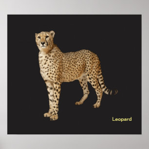 Póster Imagen de animal para poster