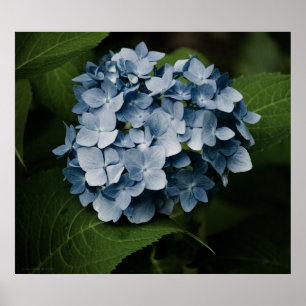 Póster Imagen de Blue Hydrangea 8515