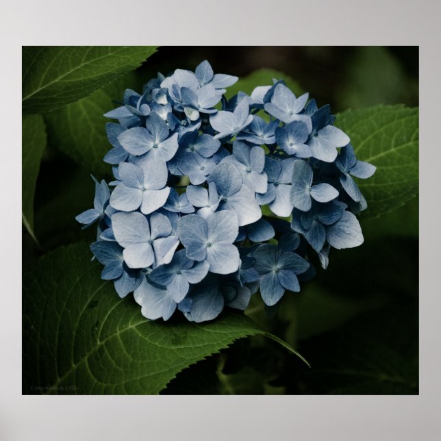 Póster Imagen de Blue Hydrangea 8515 (Frente)