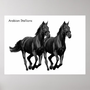 Póster Imagen de caballo para Poster