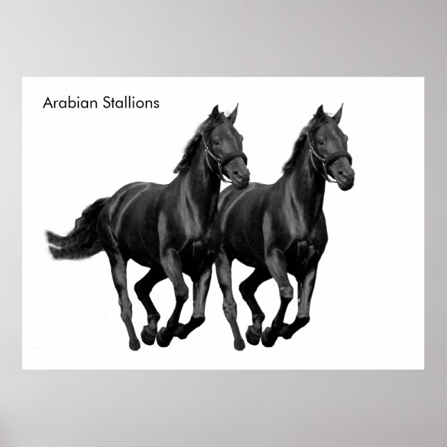 Póster Imagen de caballo para Poster (Frente)