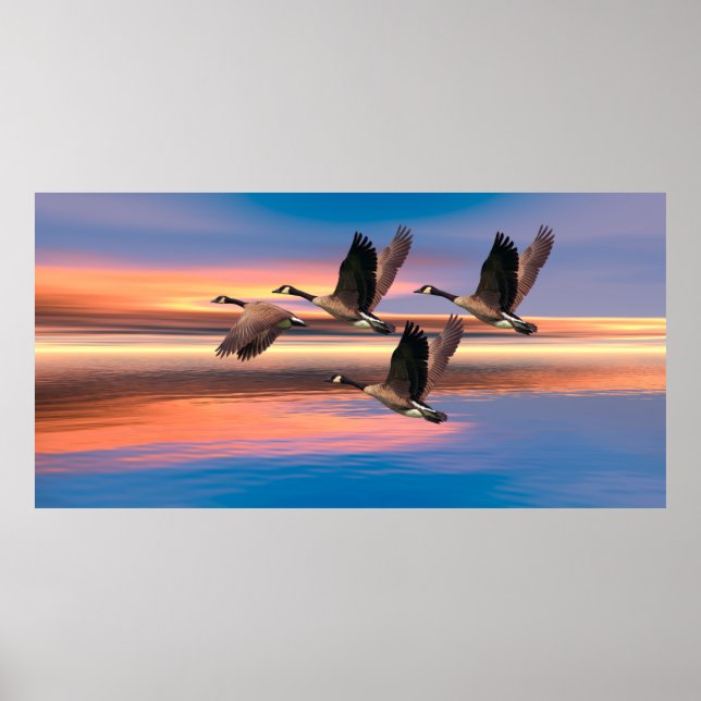 Póster Imagen de Canada Geese para Poster (Frente)