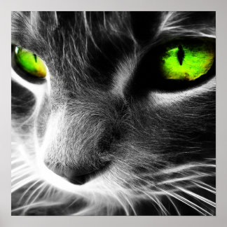 Póster Imagen de cierre de gatos con ojos verdes