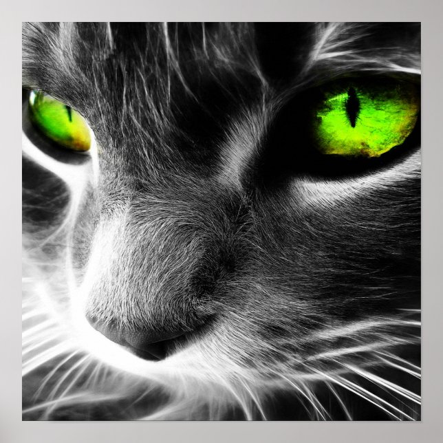 Póster Imagen de cierre de gatos con ojos verdes (Frente)