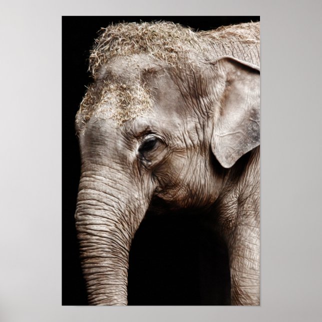 Póster Imagen de Elephant Photo (Frente)