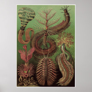 Póster Imagen de Ernst Haeckel: Chaetopoda