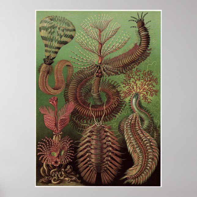 Póster Imagen de Ernst Haeckel: Chaetopoda (Frente)
