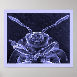Póster Imagen de escarabajo de hoja - Microscopio electró