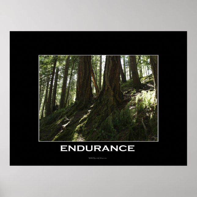 Póster IMAGEN DE Fotos Motivadoras de Bosques de ENDURANT (Frente)