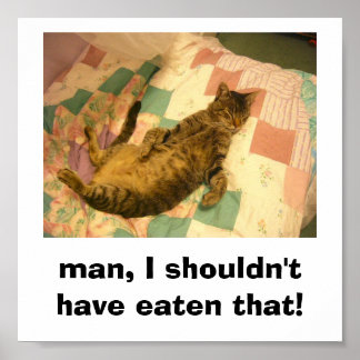 Póster imagen de gato tonto