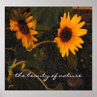 Póster Imagen de girasol