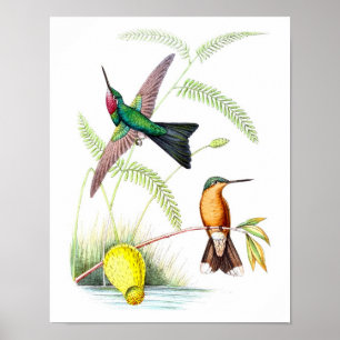 Póster Imagen de Historia Natural de la Antigüedad No.5 d