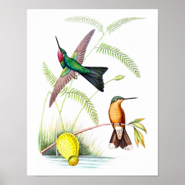 Póster Imagen de Historia Natural de la Antigüedad No.5 d (Frente)