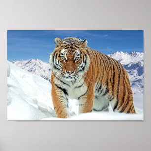Póster Imagen de invierno Naturaleza de los montes Tigre