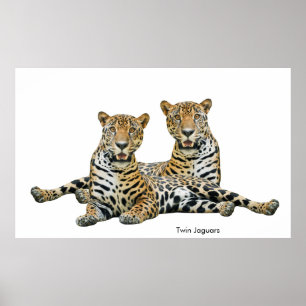 Póster Imagen de Jaguar para Poster