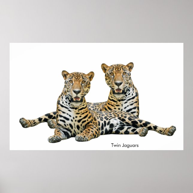 Póster Imagen de Jaguar para Poster (Frente)