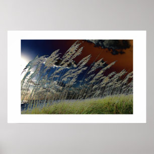 Póster Imagen de la avena del mar de Solarized en la