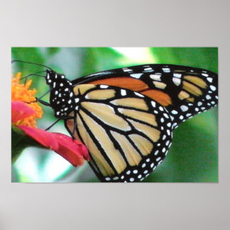 Póster Imagen de la mariposa monarca