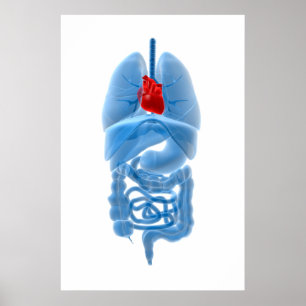 Póster Imagen de la radiografía de órganos internos con